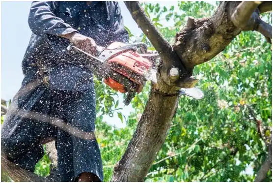 tree services Taylor Lake Village